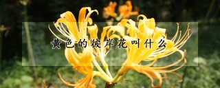 黄色的彼岸花叫什么,第1图