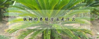 铁树的养殖方法是什么,第1图