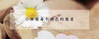 小雏菊每个颜色的寓意,第1图