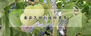 番茄怎样打枝结果多,第1图