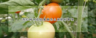 西红柿开花结果期怎么施肥和管理,第1图