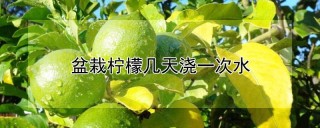 盆栽柠檬几天浇一次水,第1图