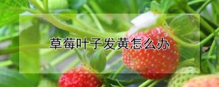 草莓叶子发黄怎么办,第1图