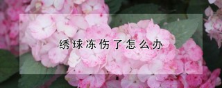 绣球冻伤了怎么办,第1图