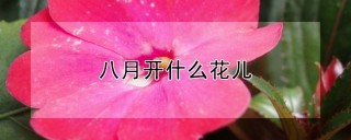 八月开什么花儿,第1图