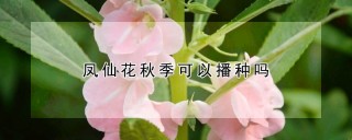 凤仙花秋季可以播种吗,第1图