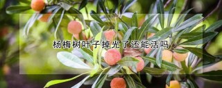 杨梅树叶子掉光了还能活吗,第1图