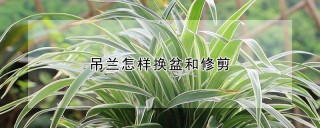 吊兰怎样换盆和修剪,第1图