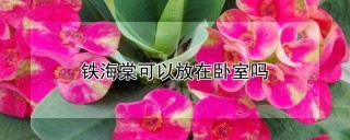 铁海棠可以放在卧室吗,第1图