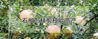 石榴怎样剪枝能高产,第1图