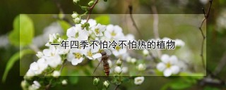 一年四季不怕冷不怕热的植物,第1图