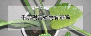 千手观音植物有毒吗,第1图