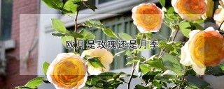 欧月是玫瑰还是月季,第1图