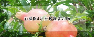 石榴树5月份移栽能活吗,第1图