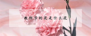 教师节的花是什么花,第1图