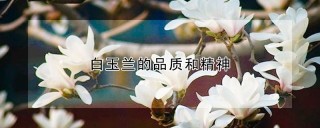 白玉兰的品质和精神,第1图