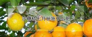 沙糖桔七月份施什么肥,第1图