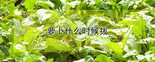 萝卜什么时候拔,第1图