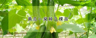 黄瓜一窝种几棵苗,第1图