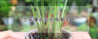 兰花僵苗如何恢复生长,第1图