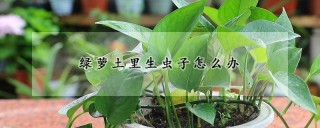 绿萝土里生虫子怎么办,第1图