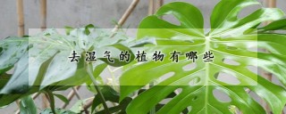 去湿气的植物有哪些,第1图