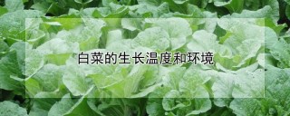 白菜的生长温度和环境,第1图