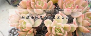 丝绸面纱多肉徒长怎么办,第1图