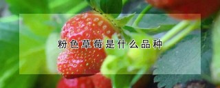 粉色草莓是什么品种,第1图