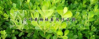 小叶黄杨枯萎用什么药,第1图