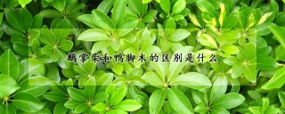 鹅掌柴和鸭脚木的区别是什么,第1图