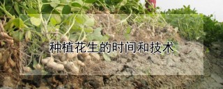 种植花生的时间和技术,第1图