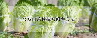 北方白菜种植时间和方法,第1图