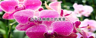 过年送蝴蝶兰的寓意,第1图