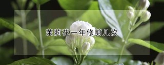 茉莉花一年修剪几次,第1图