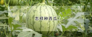 怎样种西瓜,第1图