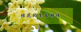 桂花的生长特性,第1图