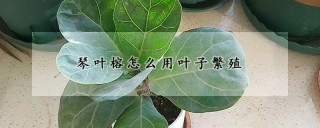 琴叶榕怎么用叶子繁殖,第1图