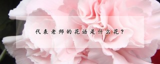 代表老师的花语是什么花?,第1图