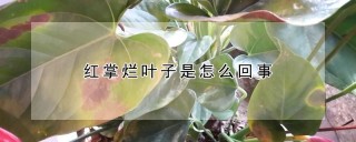 红掌烂叶子是怎么回事,第1图