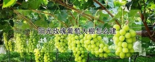 阳光玫瑰葡萄大棚怎么建,第1图