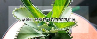 落地生根植物可以在室内种吗,第1图