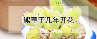 熊童子几年开花,第1图