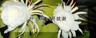 什么花一开就谢,第1图