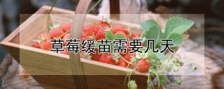 草莓缓苗需要几天,第1图