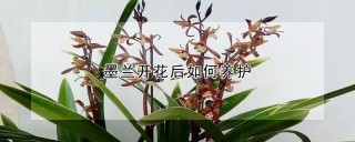 墨兰开花后如何养护,第1图