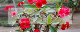 大叶虎刺梅为啥不开花,第1图