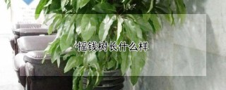 摇钱树长什么样,第1图