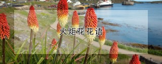 火炬花花语,第1图