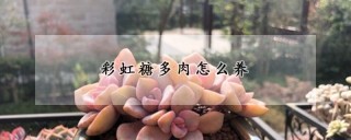 彩虹糖多肉怎么养,第1图